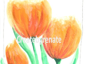 Rode tulp witte achtergrond Nr. 30